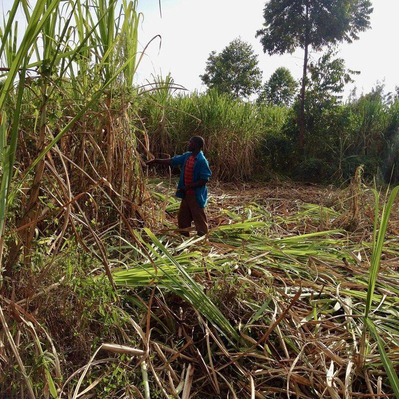 A horticultural farmer at work in the field